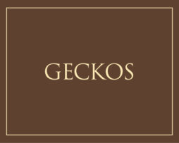 Geckos